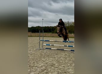 Connemara, Stute, 6 Jahre, 151 cm, Falbe