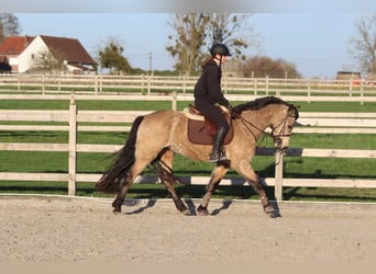 Connemara, Stute, 6 Jahre, 151 cm, Falbe