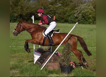 Connemara Mix, Stute, 6 Jahre, 155 cm, Fuchs