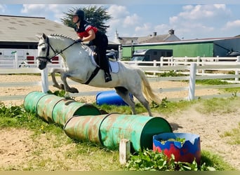 Connemara, Stute, 6 Jahre, 155 cm, Schimmel