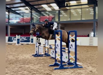 Connemara, Stute, 6 Jahre, 157 cm, Falbe