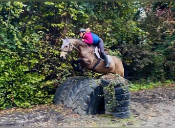 Connemara, Stute, 6 Jahre, 157 cm, Falbe