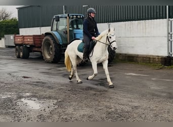 Connemara, Stute, 7 Jahre, 140 cm, Schimmel