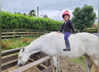 Connemara, Stute, 7 Jahre, 142 cm, Schimmel