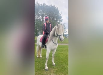 Connemara, Stute, 7 Jahre, 142 cm, Schimmel