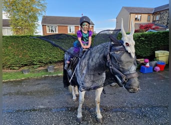 Connemara, Stute, 7 Jahre, 142 cm, Schimmel