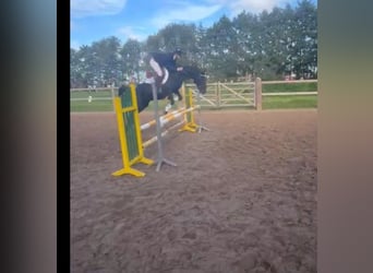 Connemara Mix, Stute, 7 Jahre, 143 cm, Rappe