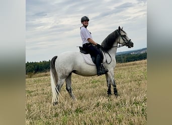 Connemara, Stute, 7 Jahre, 144 cm, Rappschimmel