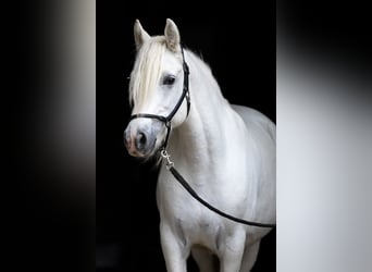 Connemara, Stute, 7 Jahre, 144 cm, Schimmel