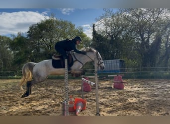 Connemara, Stute, 7 Jahre, 145 cm, Schimmel