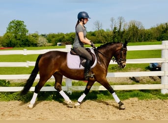 Connemara, Stute, 7 Jahre, 146 cm, Brauner