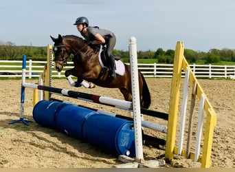Connemara, Stute, 7 Jahre, 146 cm, Brauner