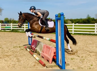 Connemara, Stute, 7 Jahre, 146 cm, Brauner