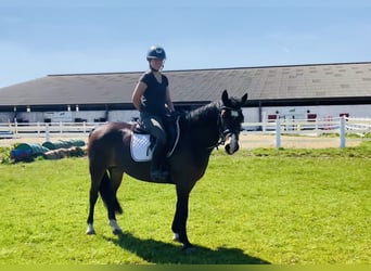 Connemara, Stute, 7 Jahre, 146 cm, Brauner