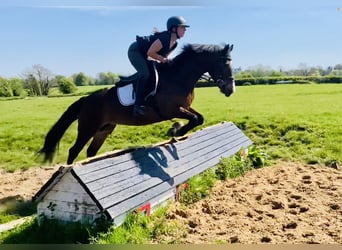 Connemara, Stute, 7 Jahre, 146 cm, Brauner