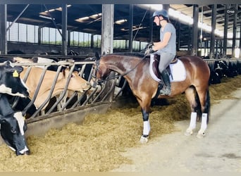 Connemara, Stute, 7 Jahre, 146 cm, Brauner