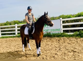 Connemara, Stute, 7 Jahre, 146 cm, Brauner