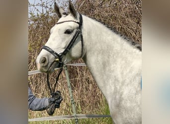Connemara, Stute, 7 Jahre, 146 cm, Rappschimmel