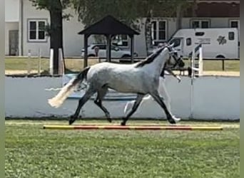 Connemara, Stute, 7 Jahre, 146 cm, Rappschimmel