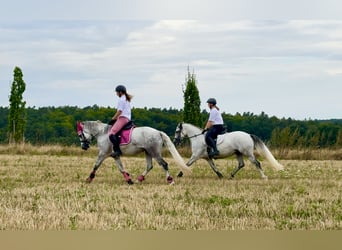 Connemara, Stute, 7 Jahre, 146 cm, Rappschimmel