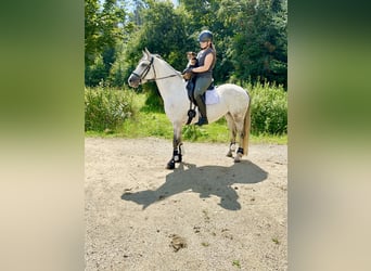 Connemara, Stute, 7 Jahre, 146 cm, Rappschimmel
