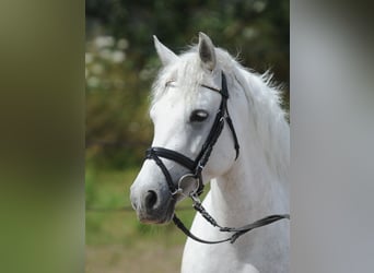 Connemara, Stute, 7 Jahre, 146 cm, Schimmel
