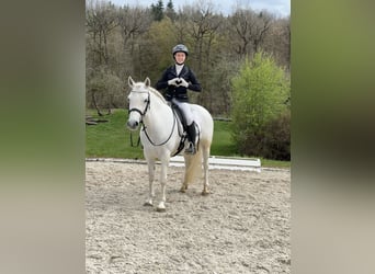 Connemara, Stute, 7 Jahre, 146 cm, Schimmel