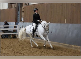 Connemara, Stute, 7 Jahre, 146 cm, Schimmel