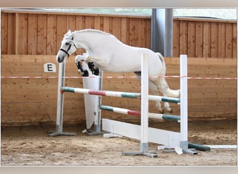 Connemara, Stute, 7 Jahre, 146 cm, Schimmel