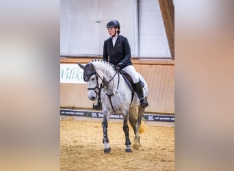 Connemara, Stute, 7 Jahre, 146 cm, Schimmel