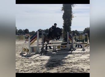 Connemara Mix, Stute, 7 Jahre, 147 cm, Brauner