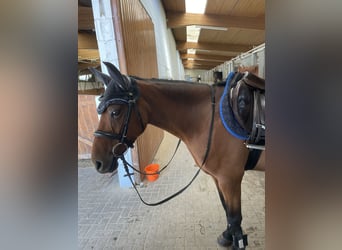 Connemara Mix, Stute, 7 Jahre, 147 cm, Brauner