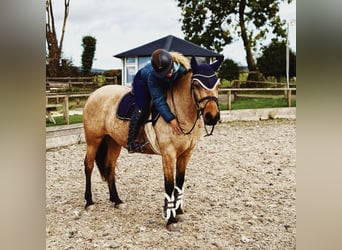Connemara, Stute, 7 Jahre, 147 cm, Falbe