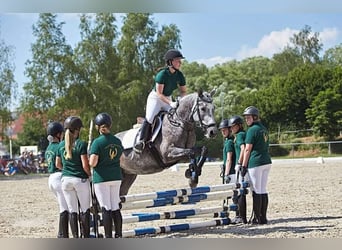 Connemara, Stute, 7 Jahre, 148 cm, Apfelschimmel