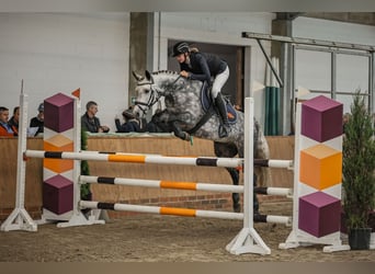 Connemara, Stute, 7 Jahre, 148 cm, Apfelschimmel