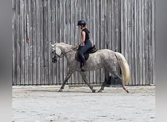 Connemara, Stute, 7 Jahre, 152 cm, Schimmel