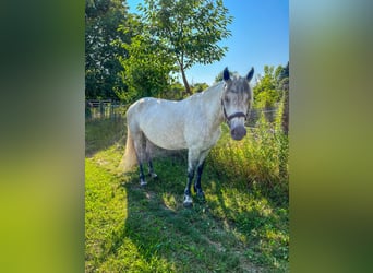 Connemara, Stute, 7 Jahre, 154 cm, Kann Schimmel werden