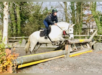 Connemara, Stute, 7 Jahre, 155 cm, Schimmel