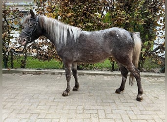 Connemara, Stute, 8 Jahre, 122 cm, Rappschimmel