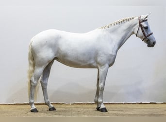 Connemara, Stute, 8 Jahre, 145 cm, Schimmel