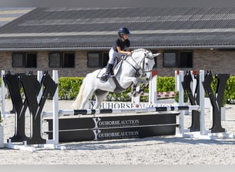 Connemara, Stute, 8 Jahre, 145 cm, Schimmel