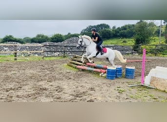 Connemara, Stute, 8 Jahre, 145 cm, White