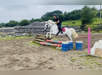 Connemara, Stute, 8 Jahre, 145 cm, White