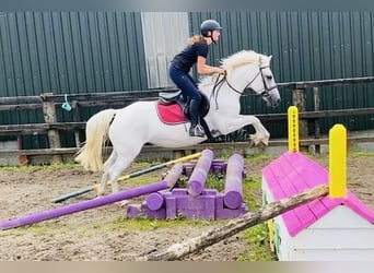 Connemara, Stute, 8 Jahre, 145 cm, White