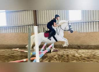 Connemara, Stute, 8 Jahre, 145 cm, White
