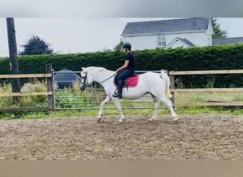 Connemara, Stute, 8 Jahre, 145 cm, White