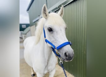 Connemara, Stute, 8 Jahre, 145 cm, White