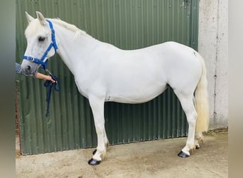 Connemara, Stute, 8 Jahre, 145 cm, White