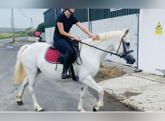 Connemara, Stute, 8 Jahre, 145 cm, White