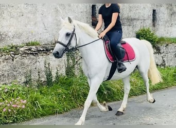 Connemara, Stute, 8 Jahre, 145 cm, White